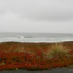 Point Reyes National Seashore, California, 2011