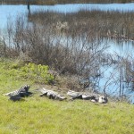 Gators on Bull Island, SC 2011