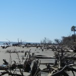 Boneyard Beach on Bull Island, SC 2011