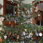 Home-grown Christmas Tree